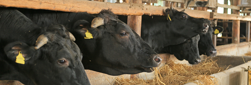 engraissement des bovins