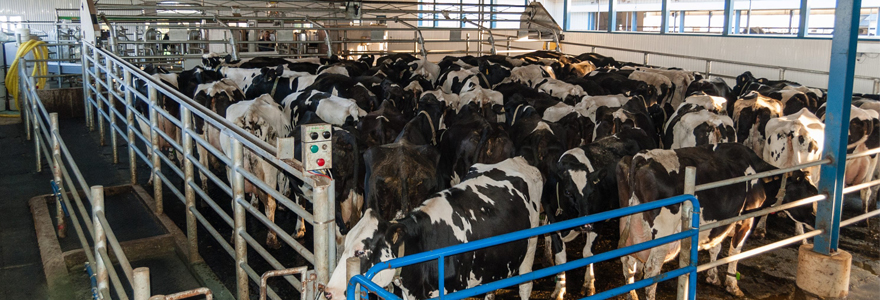 matières premières pour bovins